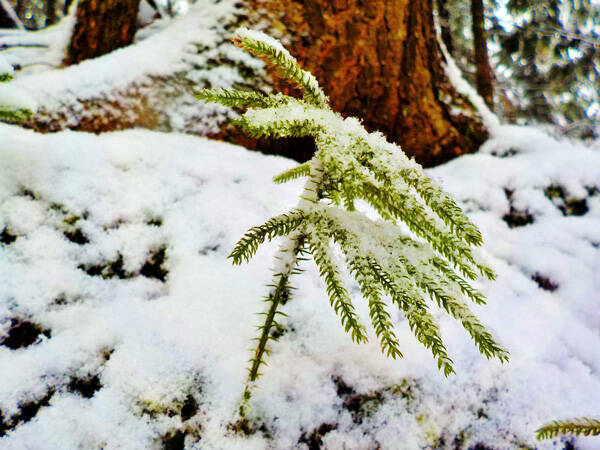 The evergreen spikes of clubmoss contrast beautiful with snow. Photo by Emily Stone.