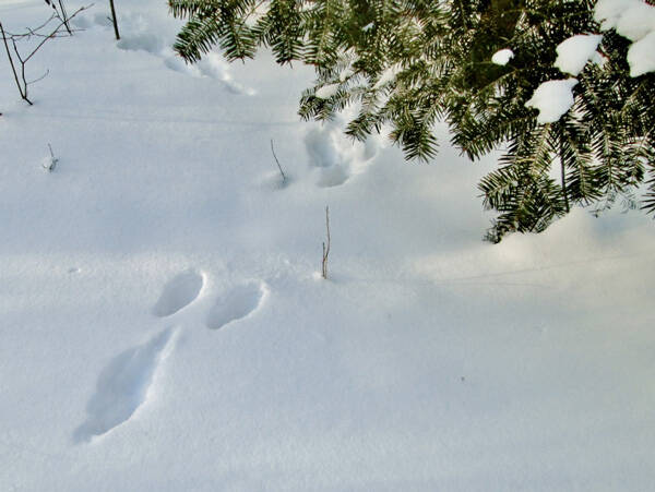 Snowshoe hare tracks disappear into the shelter of a balsam fir thicket. Photo by Emily Stone.