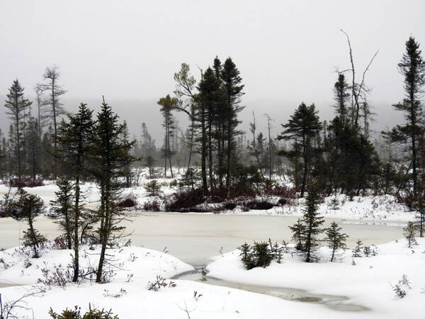 Foggy Fen: No matter the weather, Namakagon Fen State Natural Area is cloaked in beauty. Photo by Emily Stone