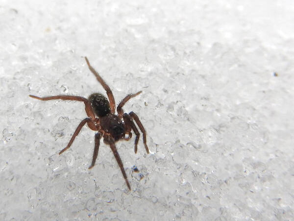 Wolf spider: Wolf spiders remain active all winter, and this one collected fog on its bristly hairs. Photo by Emily Stone