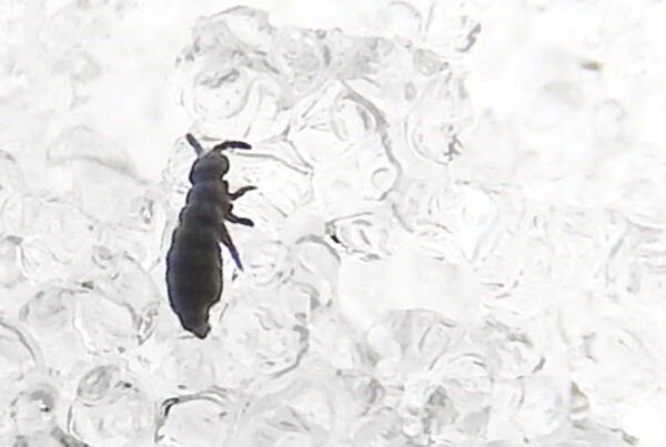 Springtail: Snow fleas, also known as springtails, often come to the surface of the snow during warm spells. Although they have six legs, they are not insects. Photo by Emily Stone