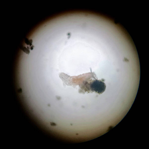 Using her smart phone camera, Kaylee was able to take a photo of a living water bear through the lens of a microscope. Photo by Kaylee Faltys.
