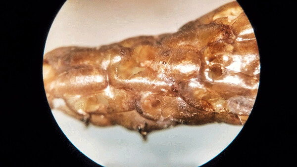 When I looked at the dried moth larva through a microscope, I discovered small holes riddling its body. They are the escape holes for wasp larvae that at the moth larva from the inside out. Photo by Emily Stone.