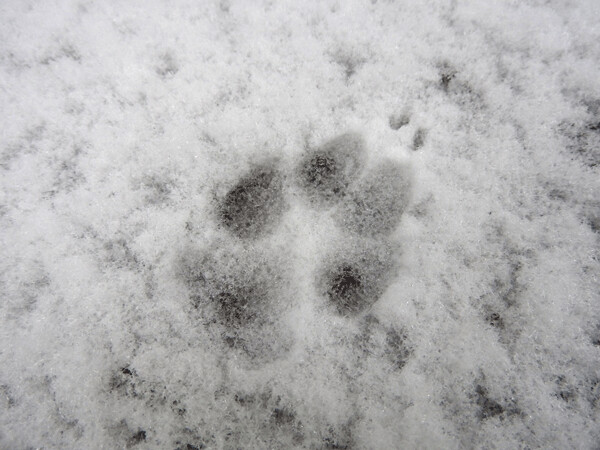 Red fox tracks are plentiful in the shallow snow as they become active for mating season. Photo by Emily Stone.
