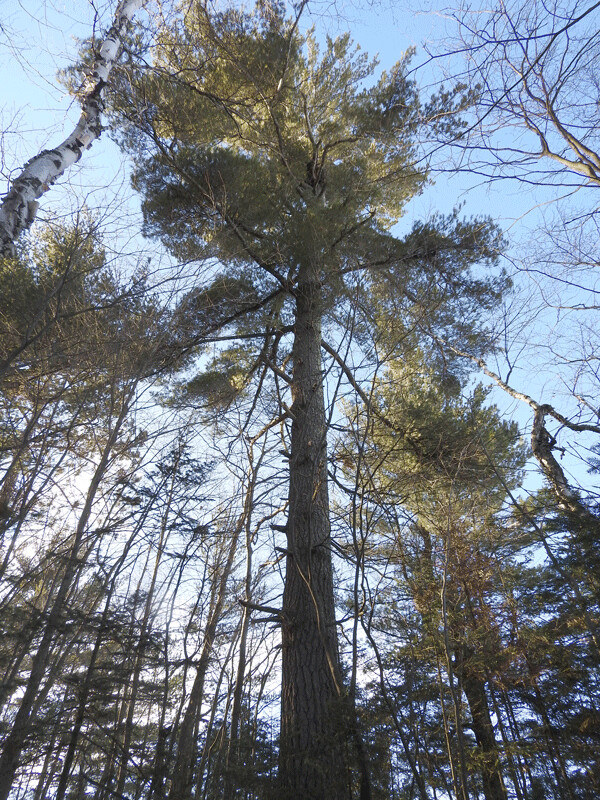 Standing under a magnificent white pine at sunset can refresh your soul. Photo by Emily Stone.