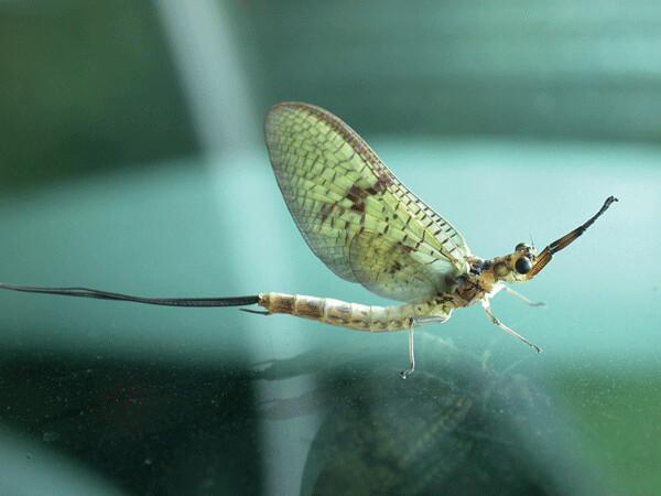 Mayfly adults retain their thread-like tails, and gain an intricately patterned pair of wings. This beauty only lasts a few days at the most, though, as they rush to mate and lay eggs before their mouthless bodies wink out. 