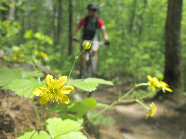 Barren strawberry lines woodland trails, and brightens the forest with its yellow flower. Photo by Emily Stone.