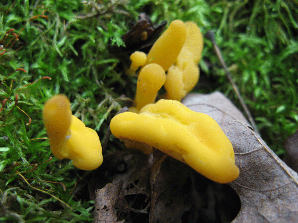 Yellow Earth Tongue mushrooms sprout cheerily in the gloom. Photo by Emily Stone.