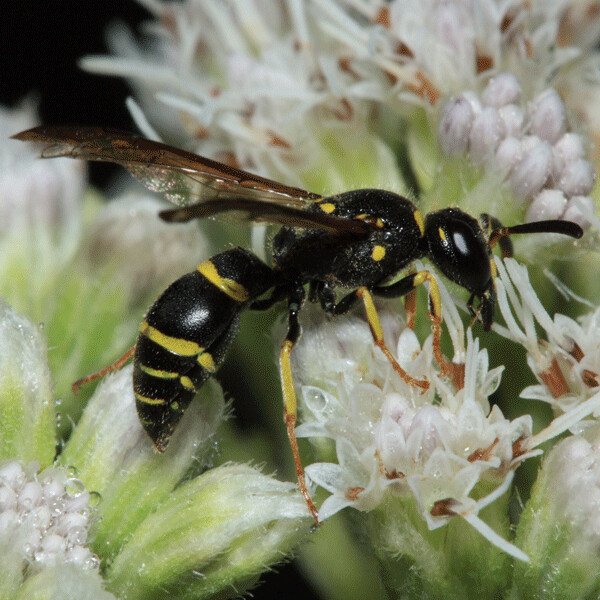 Although I can’t be certain that this Euodynernus wasp is the same species as the one I saw, the irregularly-spaced yellow stripes match my photos. Adult potter wasps feed on nectar and pollen. Photo by Bruce Marlin, Wikimedia Commons.
