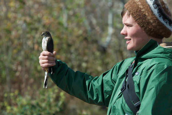  A Hawk Ridge naturalist teaches visitors about a recently-banded sharp-shinned hawk. Photo by Larry Stone.