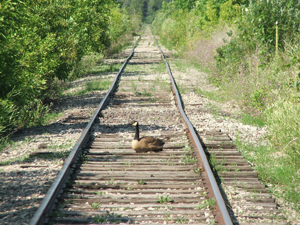 Goose on tracks. Photo credit: John Ramos