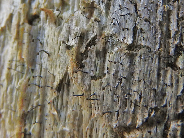 Existing right under our noses, but mostly beneath our notice, pin lichens form a black stubble on the exposed wood of bark-less trees. When viewed up close, they reveal a whole new world. Photo by Emily Stone.