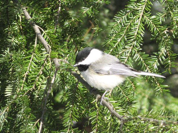 Despite the gray days and long sighs of November, Lois Nestel wrote that “courage and cheer are exemplified in the sprightly chickadee, who finds joy in just being alive.” Photo by Emily Stone.