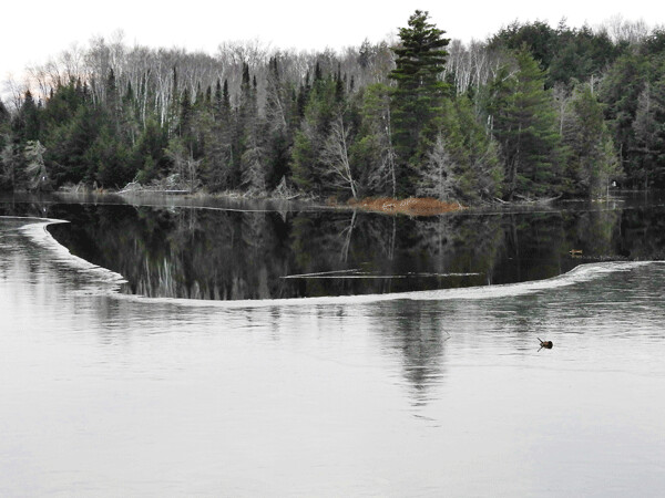 The wake of a swimming muskrat breaks the perfect reflection on a freezing lake. Photo by Emily Stone.