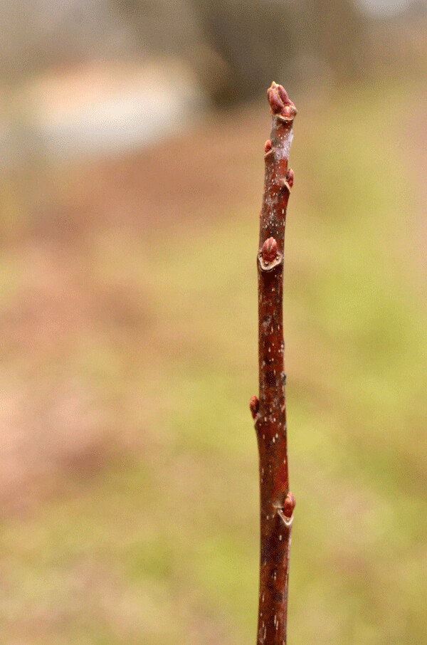 This silver maple twig defies the rules and doesn’t follow the usual patterns. It “should” have opposite buds, but instead it has alternate buds. Photo by Teage O'Connor.