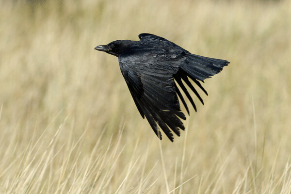 A raven’s feather tips are slotted to reduce drag and increase lift. Photo By Danrok 