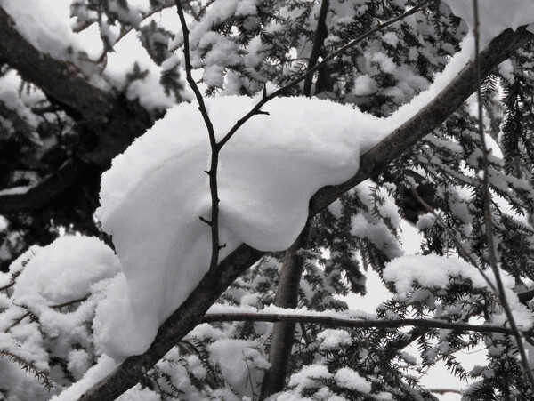 What type of animal do you see here in this lounging snow clump? Photo by Emily Stone.