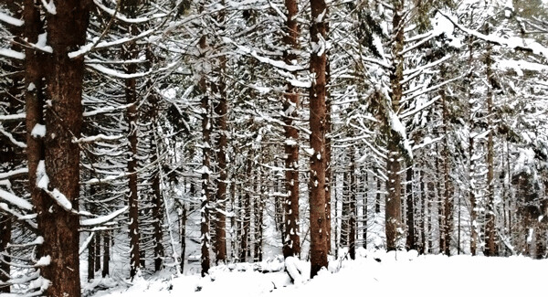 A forest of Norway spruce lines the North End Ski Trail near Cable, WI. Photo by Emily Stone