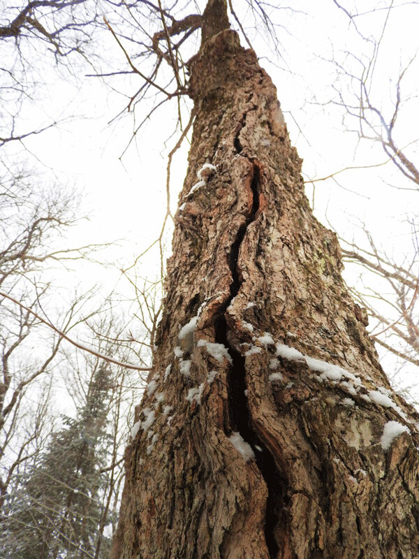 The crack in this sugar maple may have been widened by freeze-thaw action in winter, but it likely got its start in the decaying wood where a branch fell off. Photo by Emily Stone.