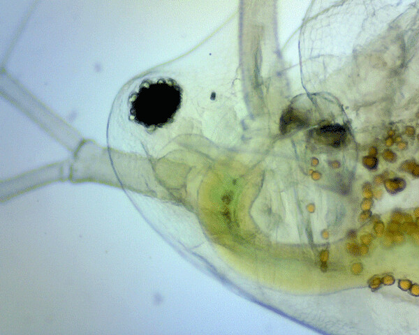 The single large eye of a water flea helps run their internal clock. Pigment in their eye changes over time, and synchronizes a downward migration at dawn and triggers and upward migration at dusk. Their translucent carapace reveals all their internal organs. Microscope photo by Emily Stone.