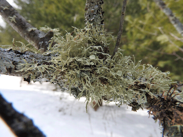 Once black knot kills some twigs, the additional sunlight fosters lichen growth. Photo by Emily Stone.