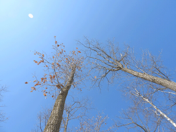 Two northern red oaks brush their knobby twigs against the sky. The right-hand tree was infected with oak wilt and its leaves died and fell off in the course of a single month. The left-hand tree was girdled and treated with herbicide during the growing season in order to kill any connected roots that may harbor and spread the oak wilt fungus. Photo by Emily Stone. 