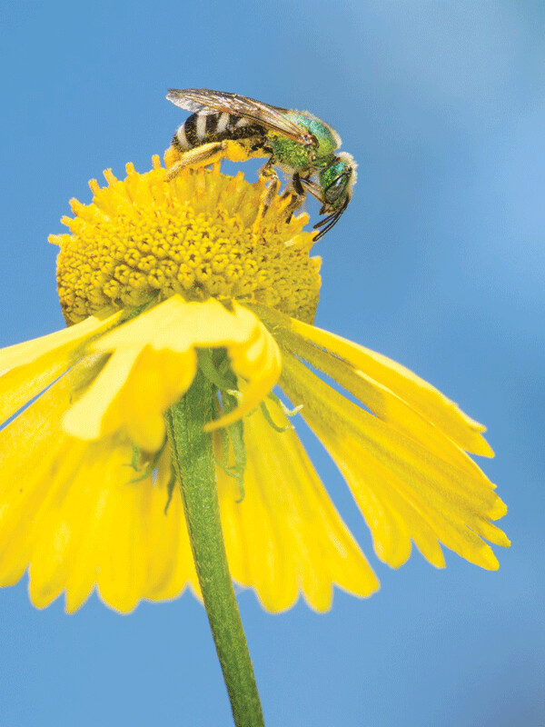 Metallic green sweat bees are one of many beautiful, effective, native pollinators who play an important role in the health of our Northwoods ecosystem. Photo by Heather Holm. 