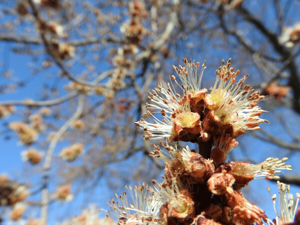 The frilly flowers of silver maple are set up so that they can be pollinated by bees or wind, depending on the vagrancies of spring weather. Photo by Emily Stone.