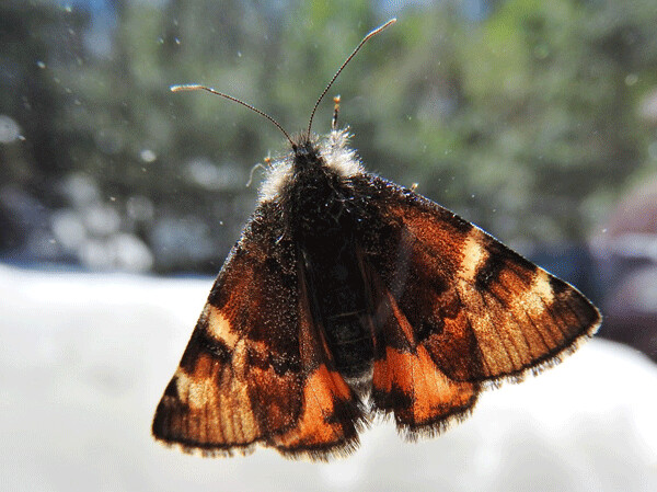 The Infant moth is one of the first to appear in early spring. Photos by Emily Stone