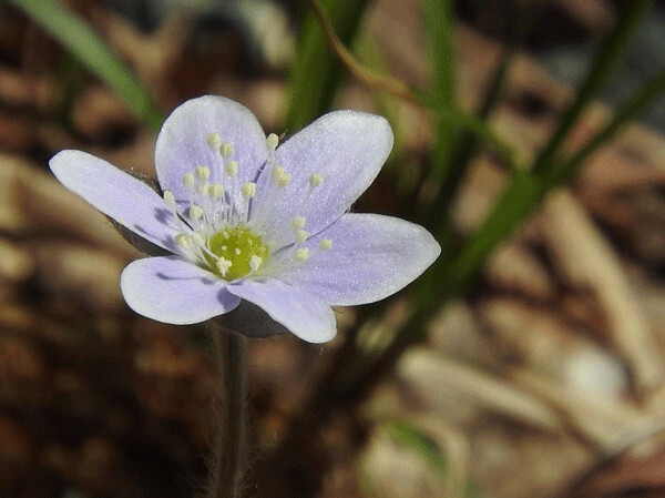 Hepatica blossoms can be white or lavender. Photo by Emily Stone.