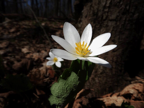 Patches of bloodroot dotted the forest. Photo by Emily Stone. 
