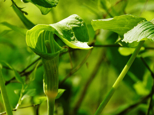 The unusual flowers of jack-in-the-pulpit develop over time from having all male parts to all female parts. Photo by Emily Stone