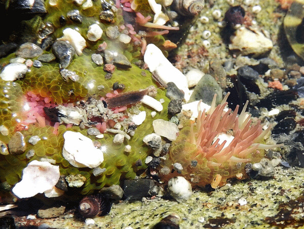 Aggregating anemones host green algae on their bodies. Pink tentacles are a threat to small critters swimming or scuttling by. Photo by Emily Stone.