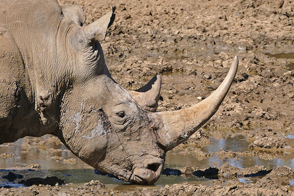 Researchers are now using fertility techniques developed for people — like In Vitro Fertilization (IVF)— to try to bring back endangered species like the Northern White Rhino. Credit: Bernard Dupont, FlickrCC