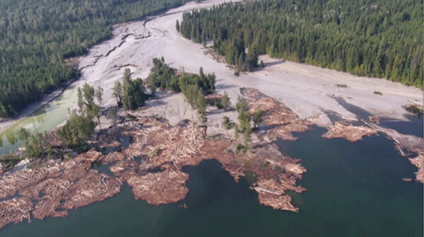 Aerial view of the outlet of tiny Hazeltine Creek (normally 6 feet wide) as it empties into Quesnel Lake (a once world-famous salmon fishery) at the head of the 600 mile-long Fraser River estuayr that is now contaminated with 2.5 billion gallons of toxic sulfide mine waste (including sulfuric acid) that was discharged in 2014. The brown color represents the trunks of the huge trees that were up-rooted during the deluge. The diameter of some of the trees measured half the width of the original creek.
