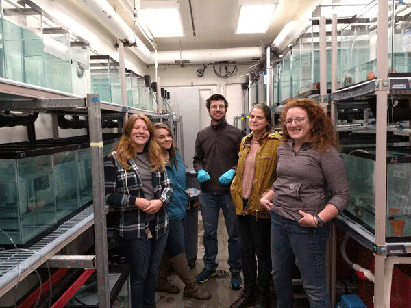 Kelly Ireland, Rachael Kramp, an additional lab-mate, Katie D’Amelio, and Kat O’Brien all work on threespine sticklebacks in Dr. Kat Milligan-Myhre’s lab at the University of Alaska Anchorage. Photo by Emily Stone. 