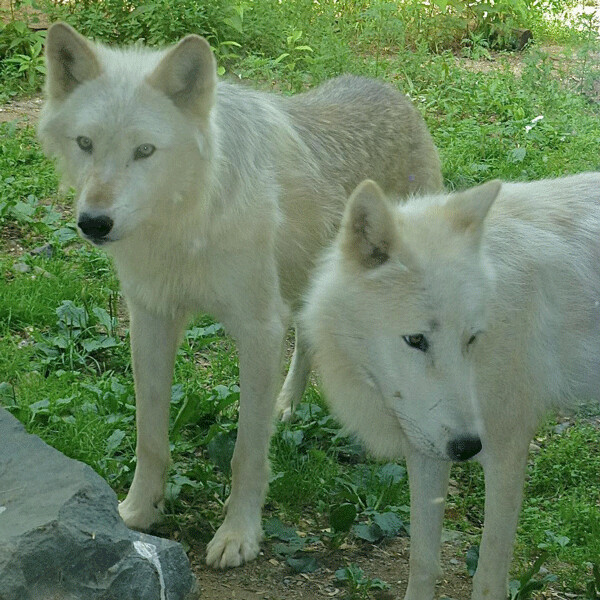 A pair of young wolves from the pack that roams the woods at Ely’s International Wolf Center checked on available food. Photo credit: John Gilbert