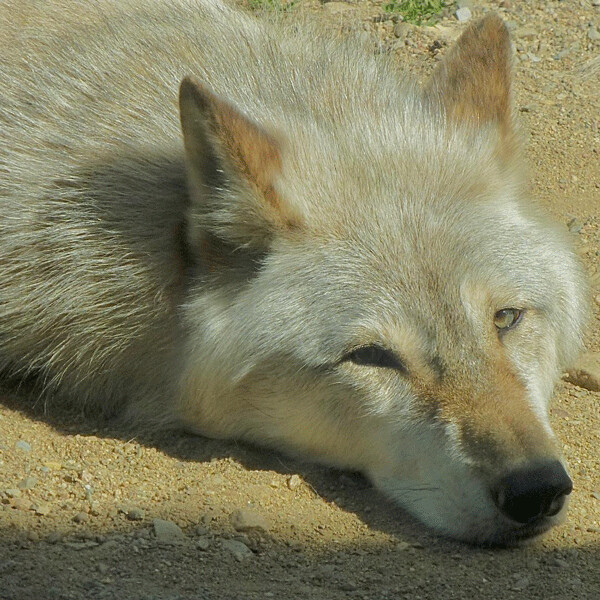 A wolf was dozing, but aware on a hot afternoon at the Ely Wolf Center. Photo credit: John Gilbert