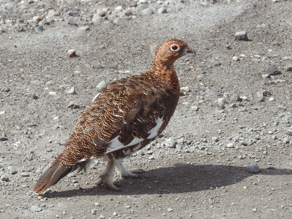The willow ptarmigan is the state bird of Alaska (not the mosquito!). Its ancestors have roamed the tundra of North America, Scandinavia, and Siberia for tens of thousands of years. Photo by Emily Stone.