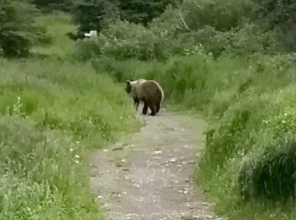 Just after catching sight of a cow moose, this brown bear appeared on the trail long enough to take a photo with a cell phone camera. Photo by Emily Stone. 