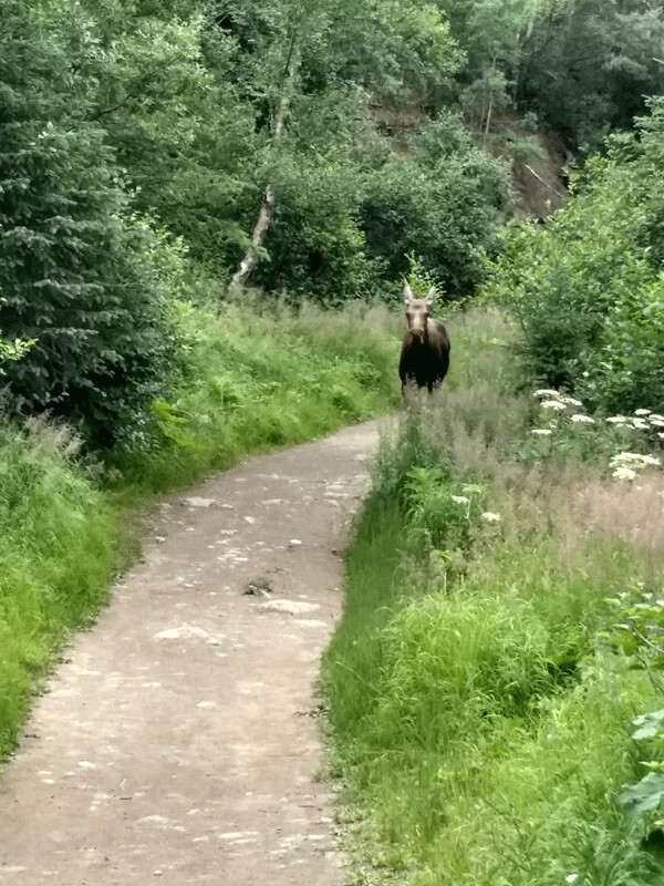 Moose in Chygatch State Park. Photo credit: Emily Stone