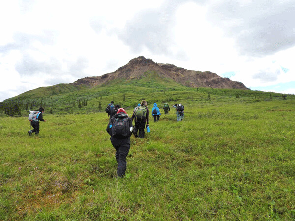 High school students from Anchorage hike through spongy tundra to get to our second hare pellet count grid. Despite cooler temperatures, sunshine, low bugs, and great scenery made doing the science even more exciting. Photo by Emily Stone.