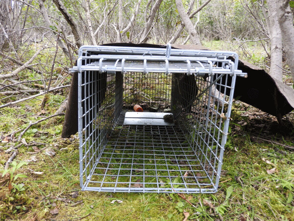 We used live traps baited with carrots and alfalfa cubes to catch hares in the Brooks Range. A piece of tarpaper over the cage provides protection from rain and sun, as well as making the hares feel more secure and hidden. Photo by Emily Stone. 