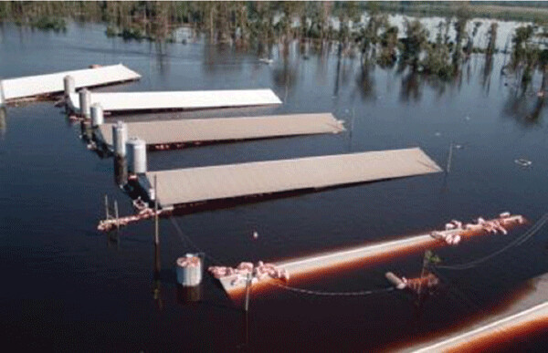 Submerged CAFO confinement buildings containing thousands of trapped, drowned and eventually  rotting pigs that could not be rescued 
