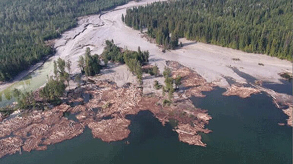 Aerial view of the outlet of tiny Hazeltine Creek as it empties into Quesnel Lake (a once world-famous salmon fishery) at the head of the 600 mile-long Fraser River estuary that is now contaminated with 2.5 billion gallons of toxic sulfide mine waste (including sulfuric acid) that (was) disastrously discharged after heavy rains in 2014. The brown color represents the trunks of the huge trees that were up-rooted during the (flooding.) The diameter of some of the trees measured half the width of the original 6 foot-wide creek. The catastrophic event was British Colombia’s worst environmental disaster in its history.