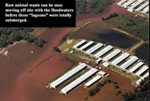 Putrid sewage lagoons overflowing large CAFO lagoons after another North Carolinian flood.