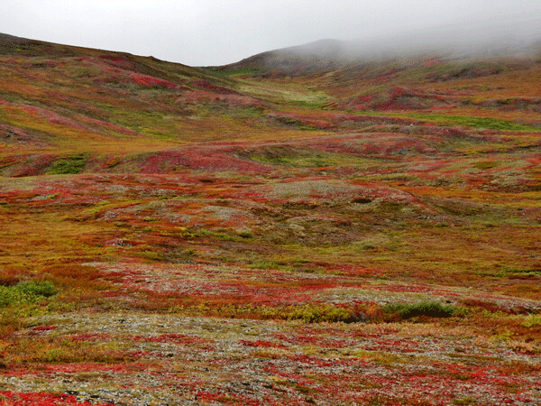 I was in constant awe of the rich colors that blanketed the tundra landscape north of the Arctic Circle and north of treeline. Photo by Emily Stone.