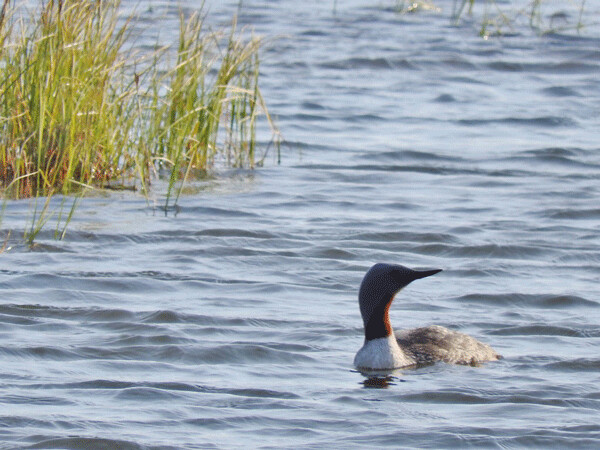 Red-throated loons can be hard to find in the U.S., but are actually the most widely distributed loon and range across the far north of North America, Europe, Greenland, and Asia. They can get airborne without a long runway, which allows them to use smaller bodies of water. Photo by Emily Stone.