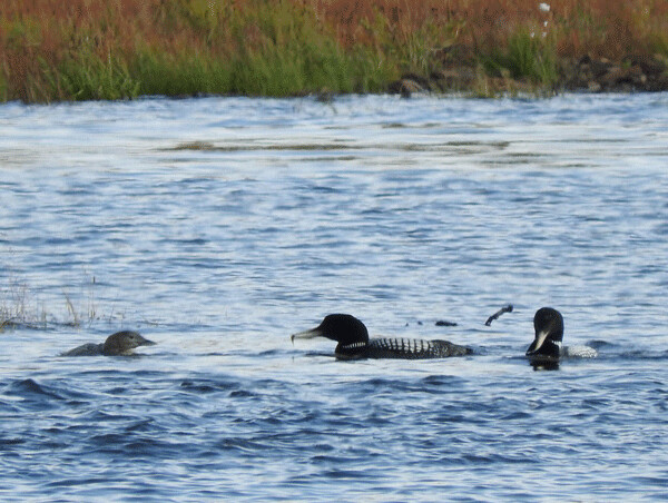 Yellow-billed loons are close relatives of our local common loons, with similar breeding and feeding behaviors. Photo by Emily Stone.