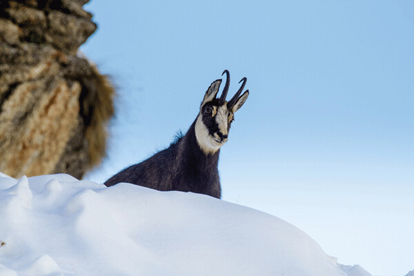Scientists credit human-induced global warming with causing many marine and terrestrial wildlife species  — such as the chamois mountain goat of the Italian alps — to become scrawnier with each successive  generation. Credit: Fulvio Spada, FlickrCC 